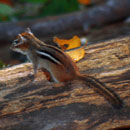 Chipmunk